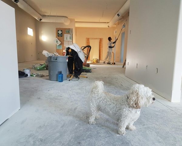 Interior renovation scene with a painter working and a dog in the foreground.